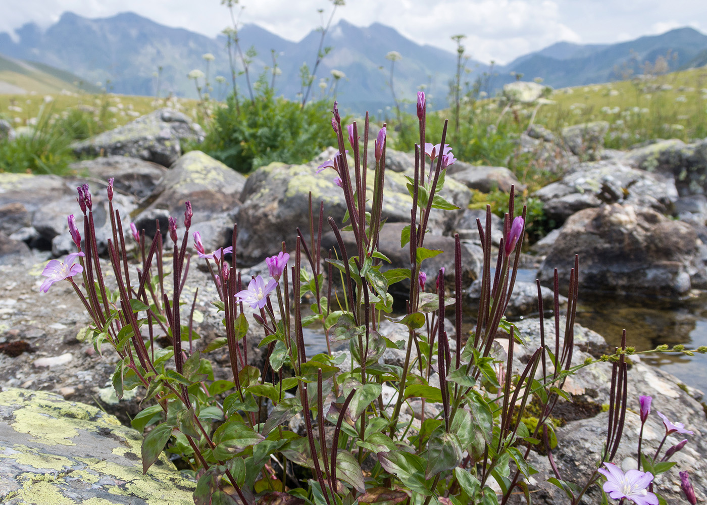 Image of Epilobium anagallidifolium specimen.