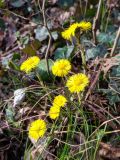 Tussilago farfara. Цветущие растения. Краснодарский край, городской округ Сочи, Центральный р-н, Мамайский лесопарк, смешанный лес. 03.02.2022.