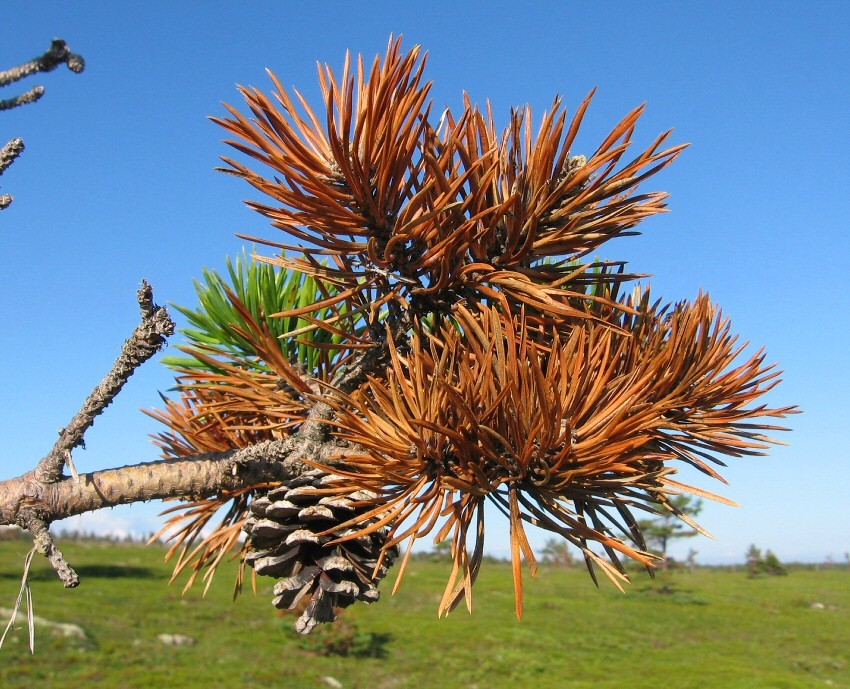 Изображение особи Pinus friesiana.