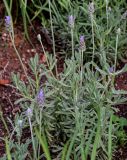 Lavandula dentata