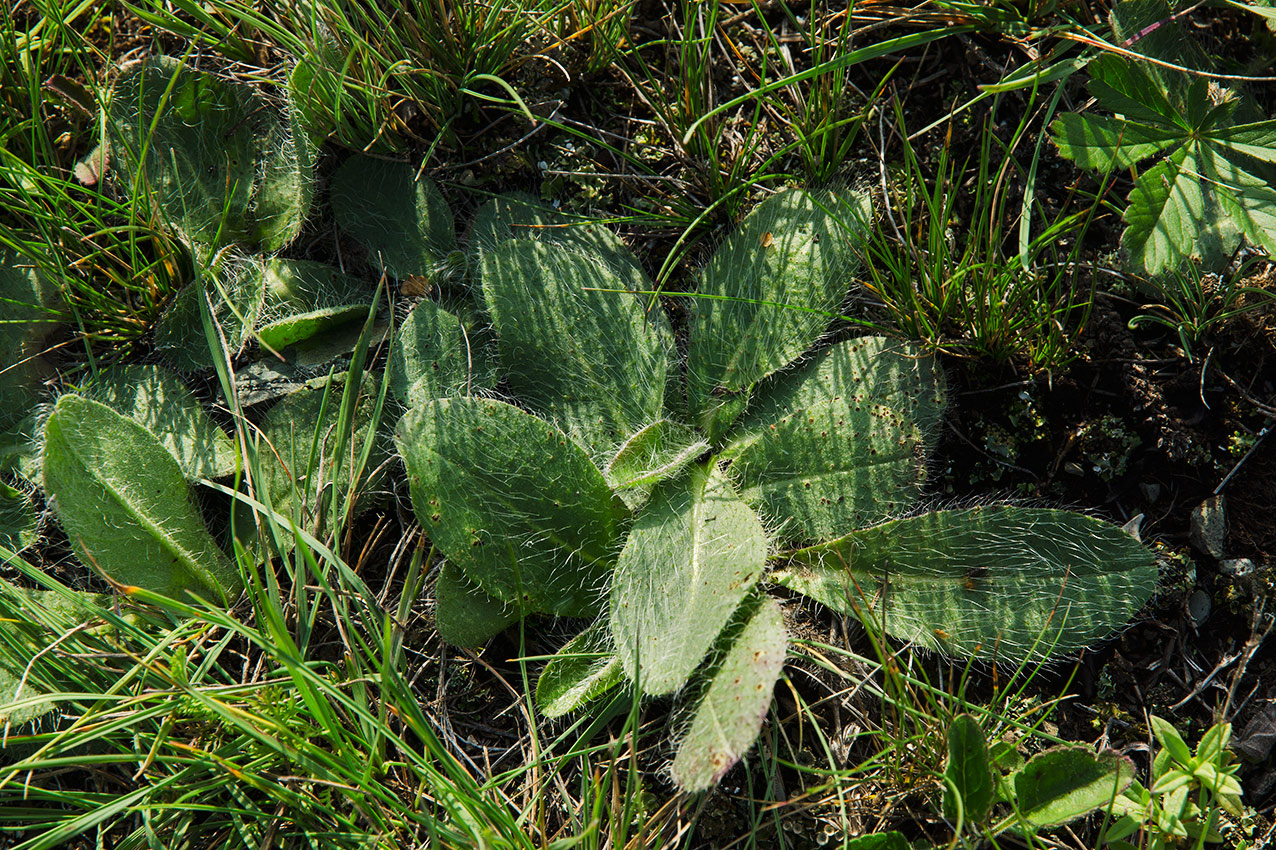 Изображение особи Pilosella officinarum.