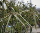 genus Cyperus. Верхушка плодоносящего растения. Абхазия, Гагрский р-н, с. Лдзаа, частный сад. 13.04.2024.