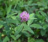 genus Trifolium