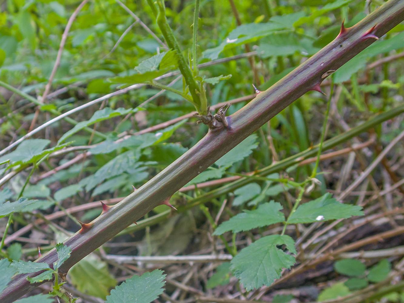 Image of Rubus ibericus specimen.