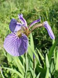 Iris setosa