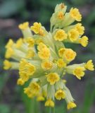 Primula veris