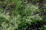 род Galium