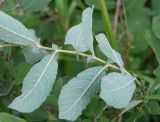 Salix aurita