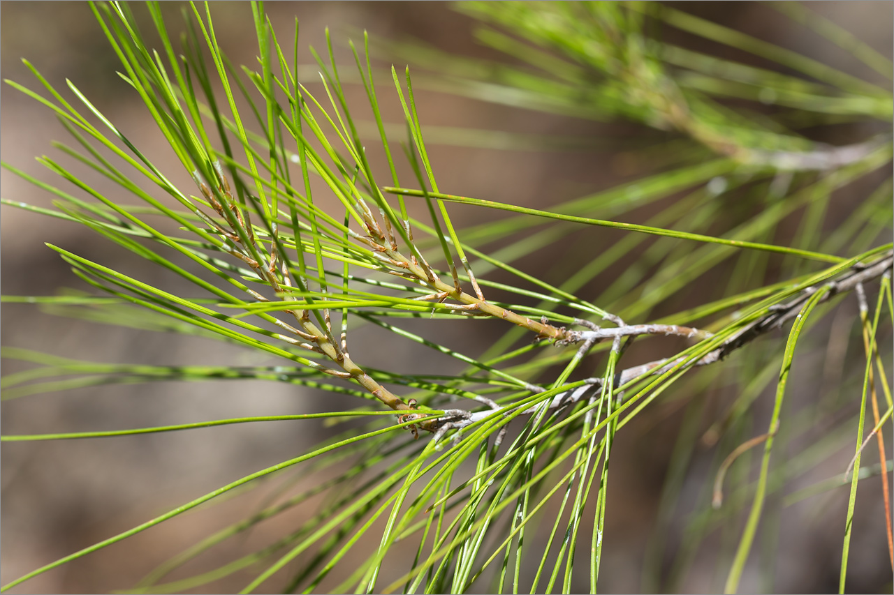 Image of Pinus brutia specimen.