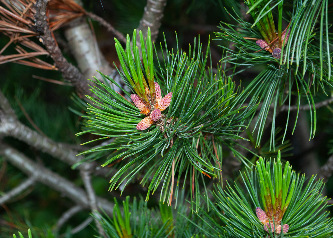 Изображение особи Pinus pumila.