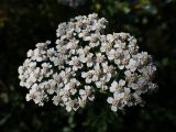 genus Achillea. Соцветие. Хабаровский край, окр. г. Комсомольск-на-Амуре, Силинский лесопарк, зарастающая просека. 23.09.2024.