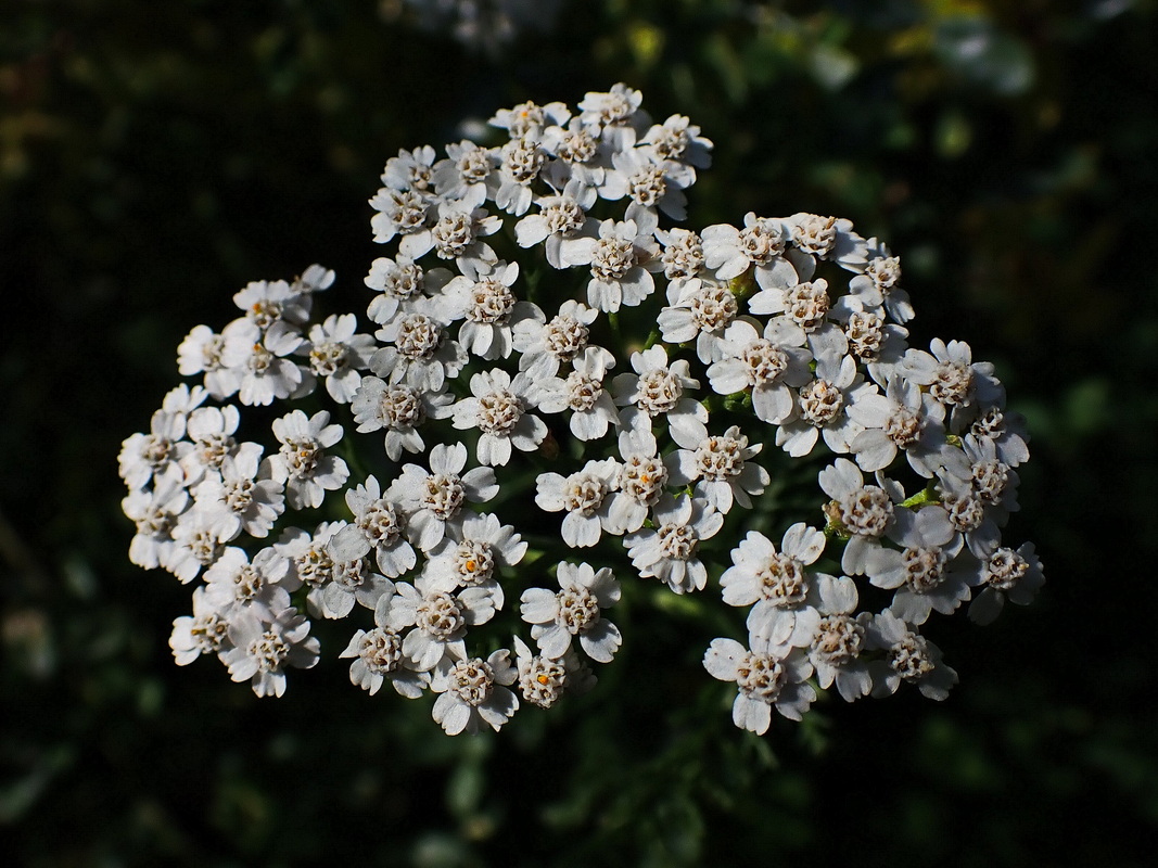Image of genus Achillea specimen.