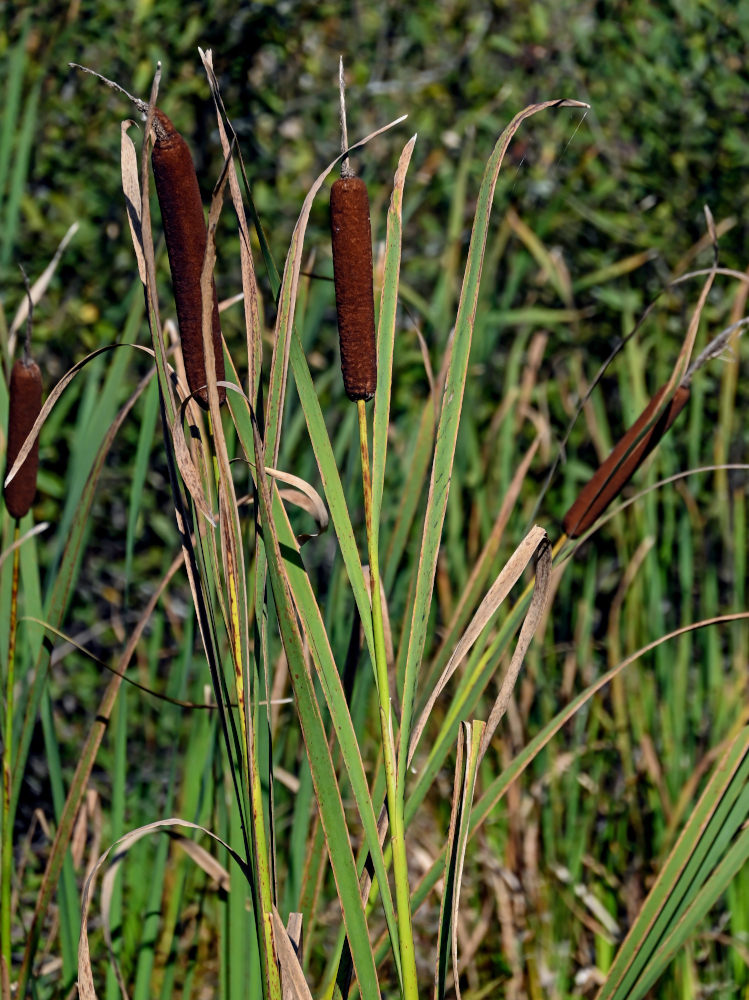 Image of Typha latifolia specimen.