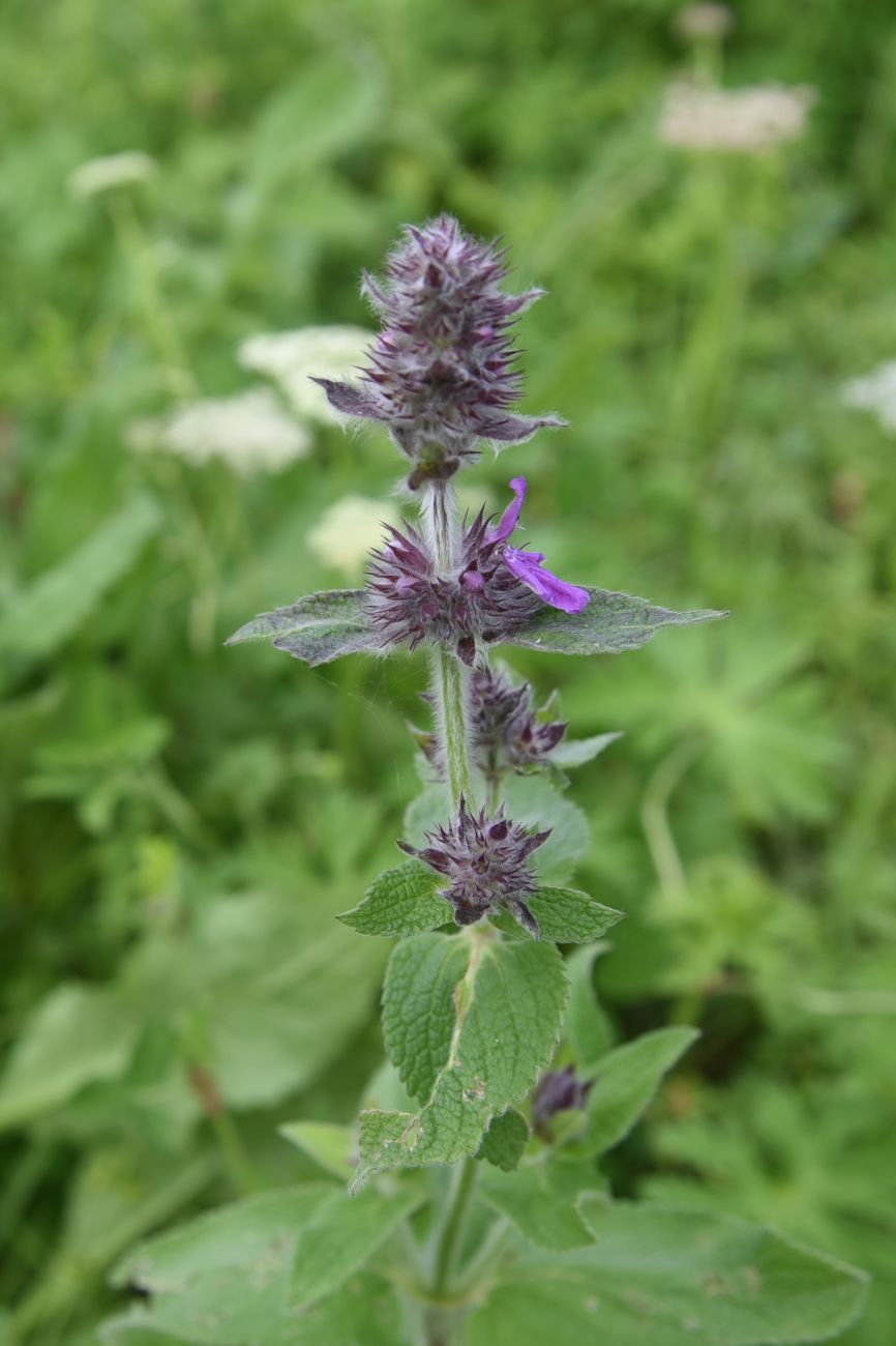 Image of Stachys germanica specimen.