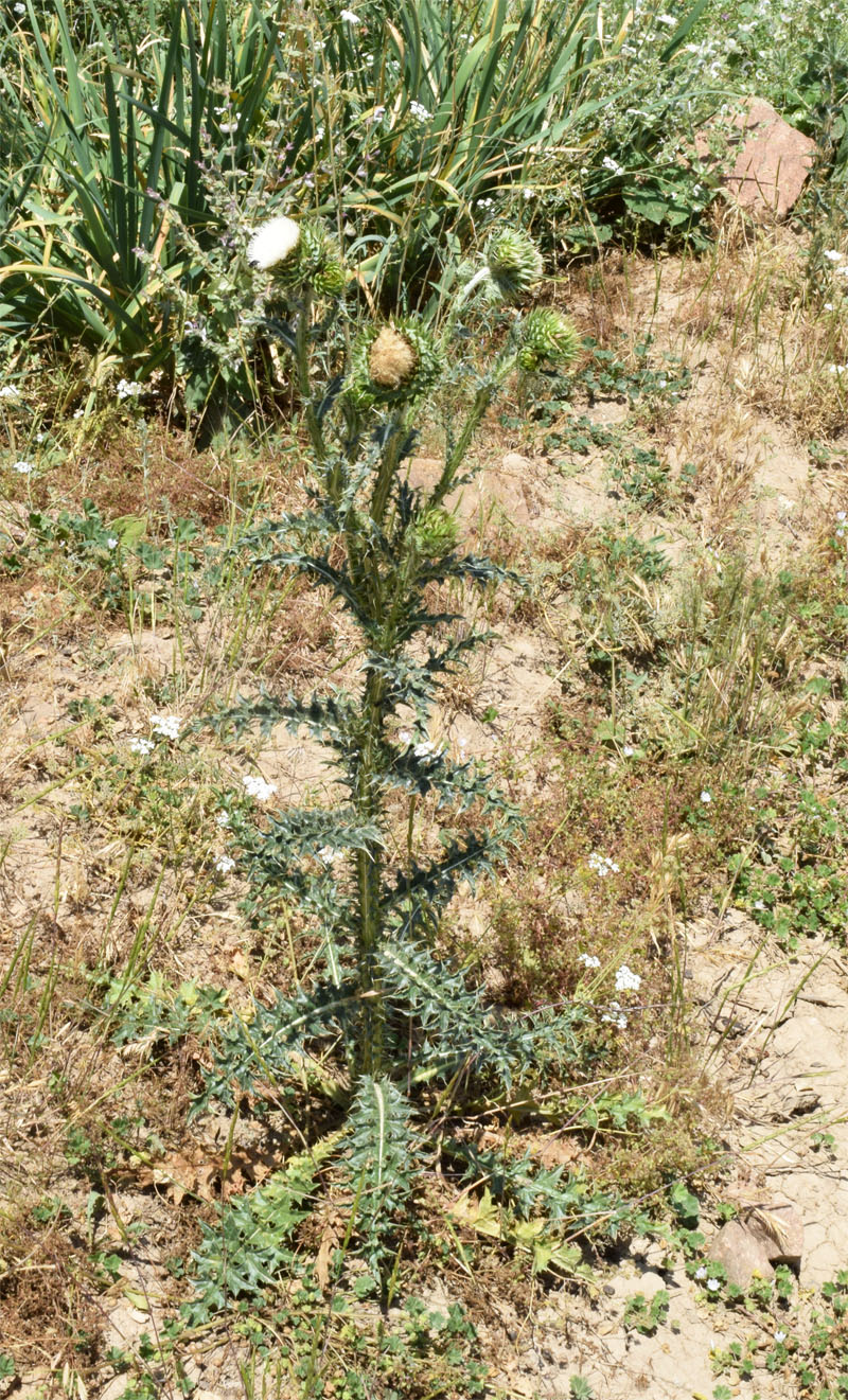 Image of Carduus coloratus specimen.
