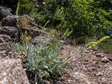 Sideritis catillaris