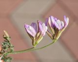 род Astragalus