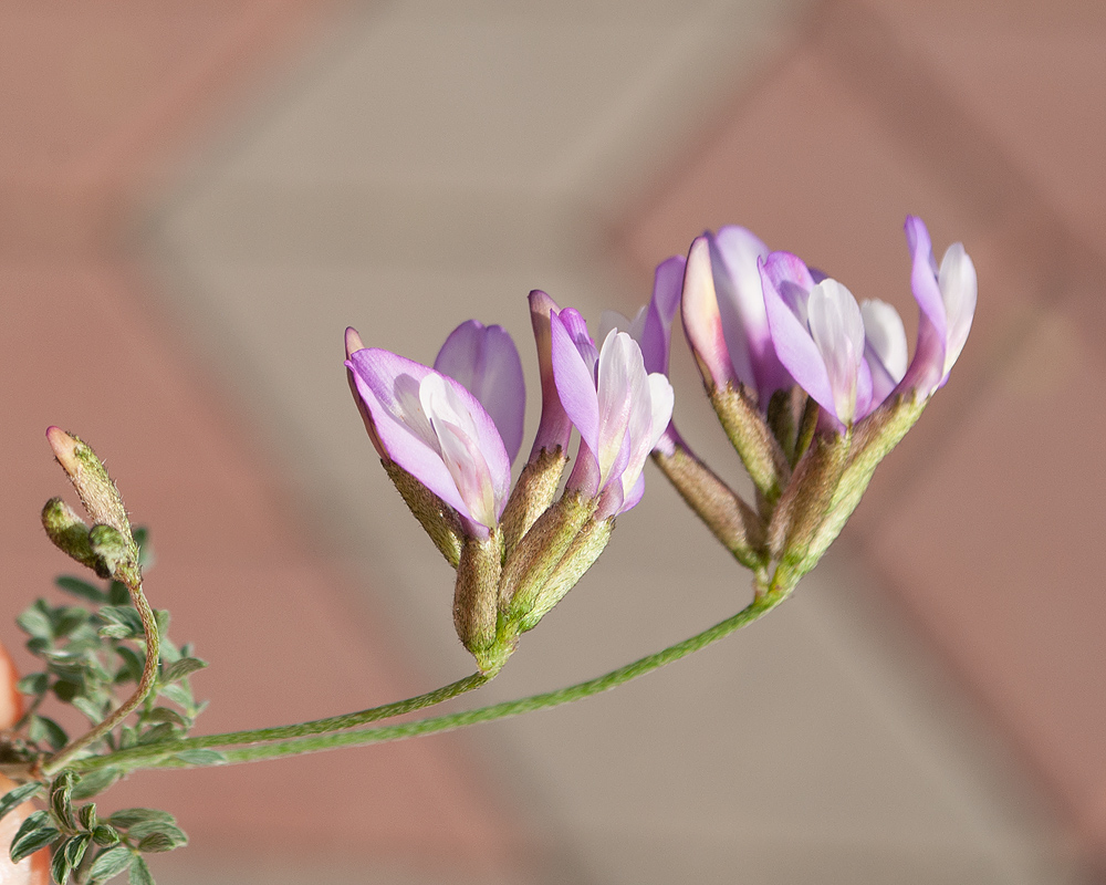 Image of genus Astragalus specimen.