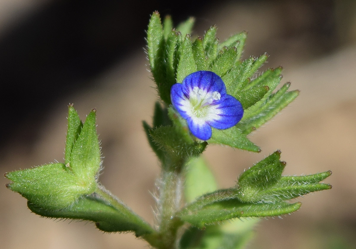 Image of Veronica campylopoda specimen.