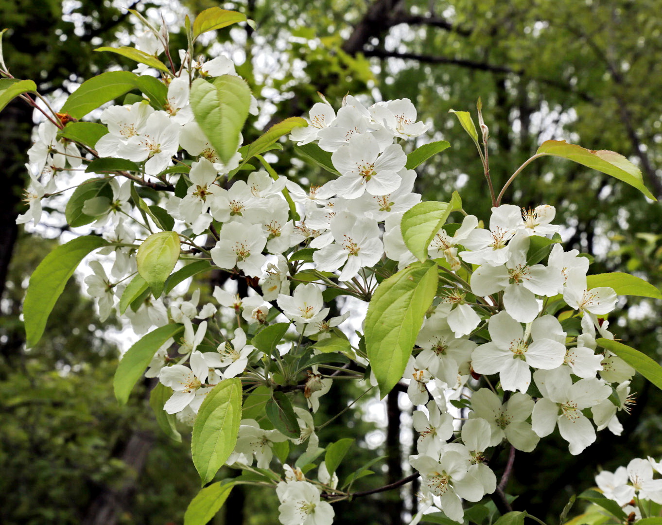 Image of Malus baccata specimen.