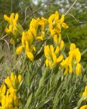 Genista humifusa. Верхушки побегов с соцветиями. Краснодарский край, Крымский р-н, окр. станицы Неберджаевская, дол. р. Липки, пушистодубово-грабинниковый лес, скальное обнажение на месте старого заросшего карьера. 12.05.2025.