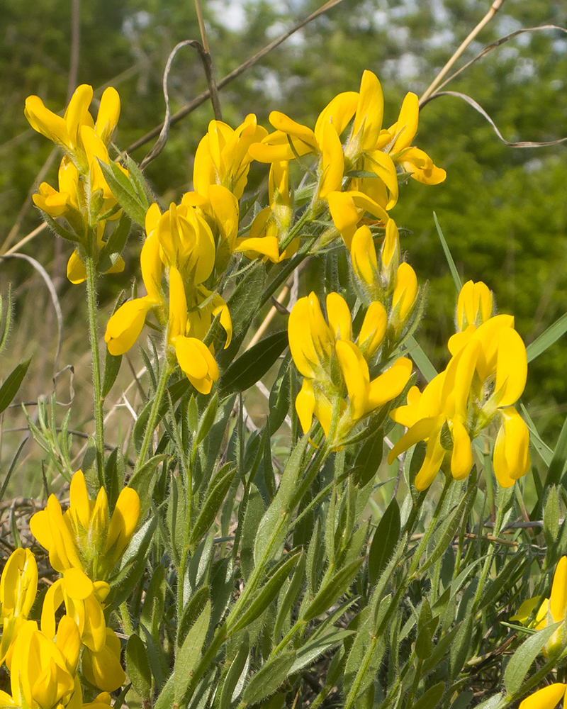 Image of Genista humifusa specimen.