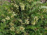 Astragalus schelichowii. Цветущее растение. Хабаровский край, г. Комсомольск-на Амуре, дол. р. Силинка, обочина грунтовой дороги. 22.05.2025.