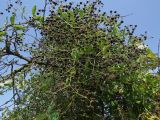 Rubia tinctorum