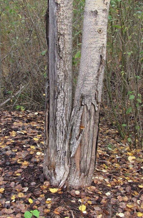 Изображение особи Populus tremula.