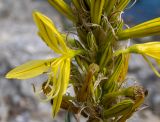 Asphodeline lutea