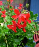 Pelargonium peltatum