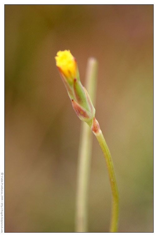 Изображение особи Scorzonera parviflora.