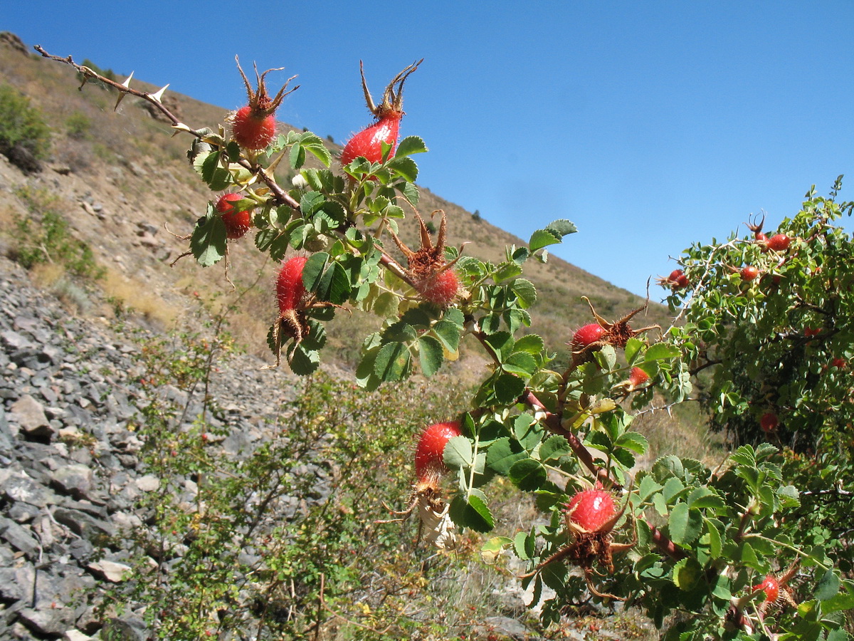 Image of Rosa fedtschenkoana specimen.