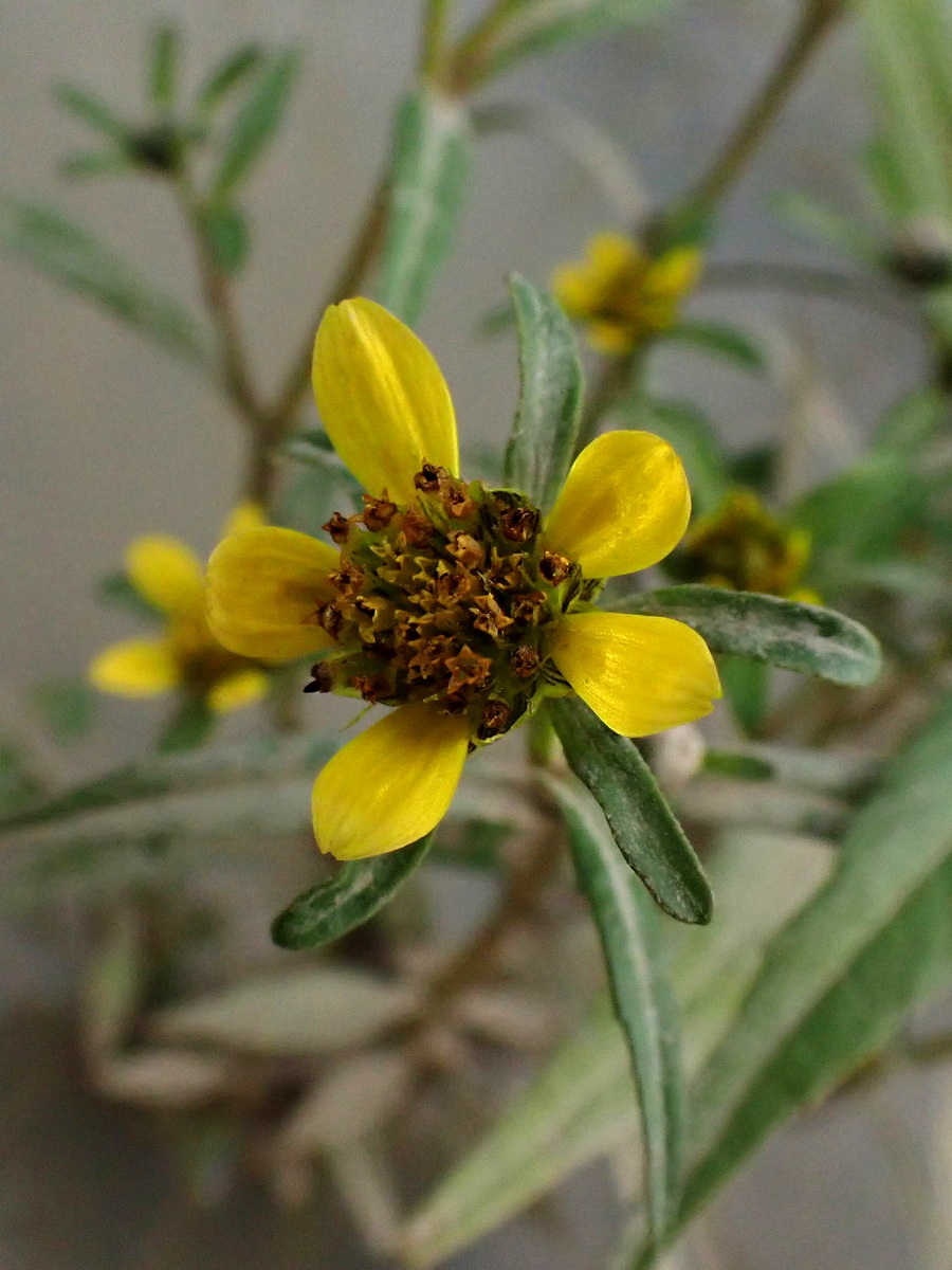 Изображение особи Bidens cernua var. radiata.