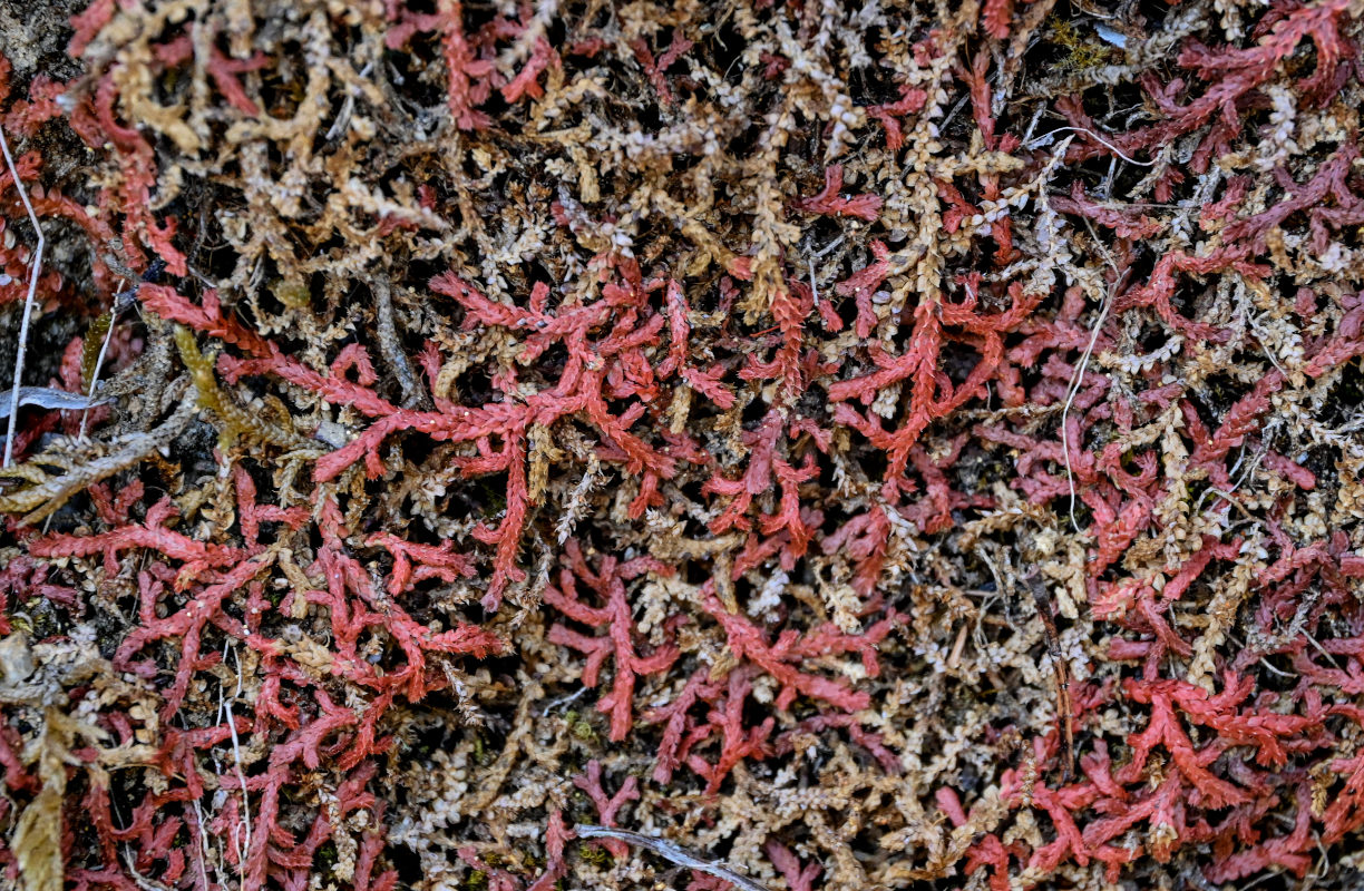 Изображение особи Selaginella denticulata.