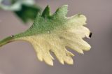 семейство Asteraceae. Лист. Приморский край, Хасанский р-н, Зарубинское гор. пос., окр. с. Витязь, приморский склон, луговое сообщество. 27.09.2025.