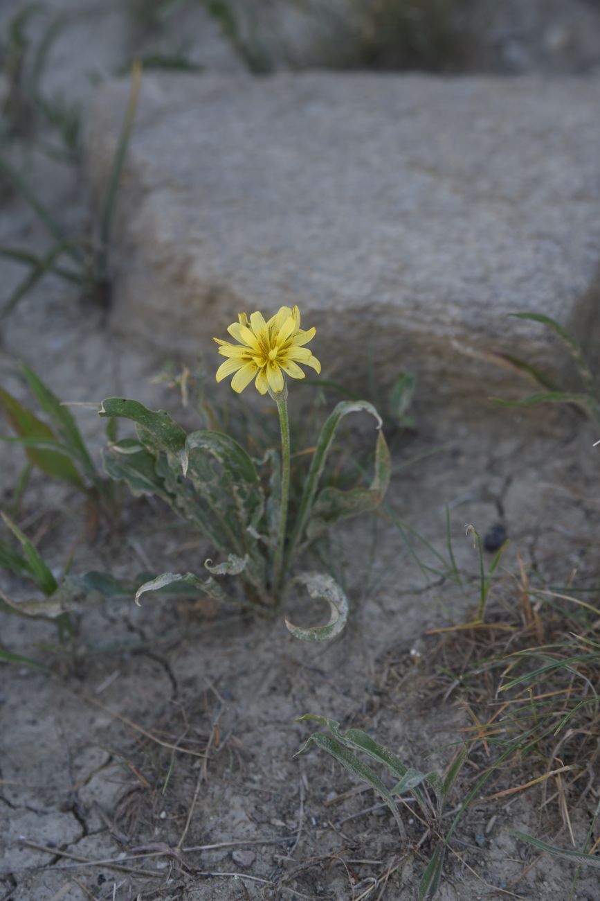 Image of genus Scorzonera specimen.