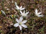 Ornithogalum navaschinii. Соцветие. Крым, окр. г. Судак, ур. Алчак-Кая, каменистый слабо задернованный ю.-в. склон. 17.04.2025.