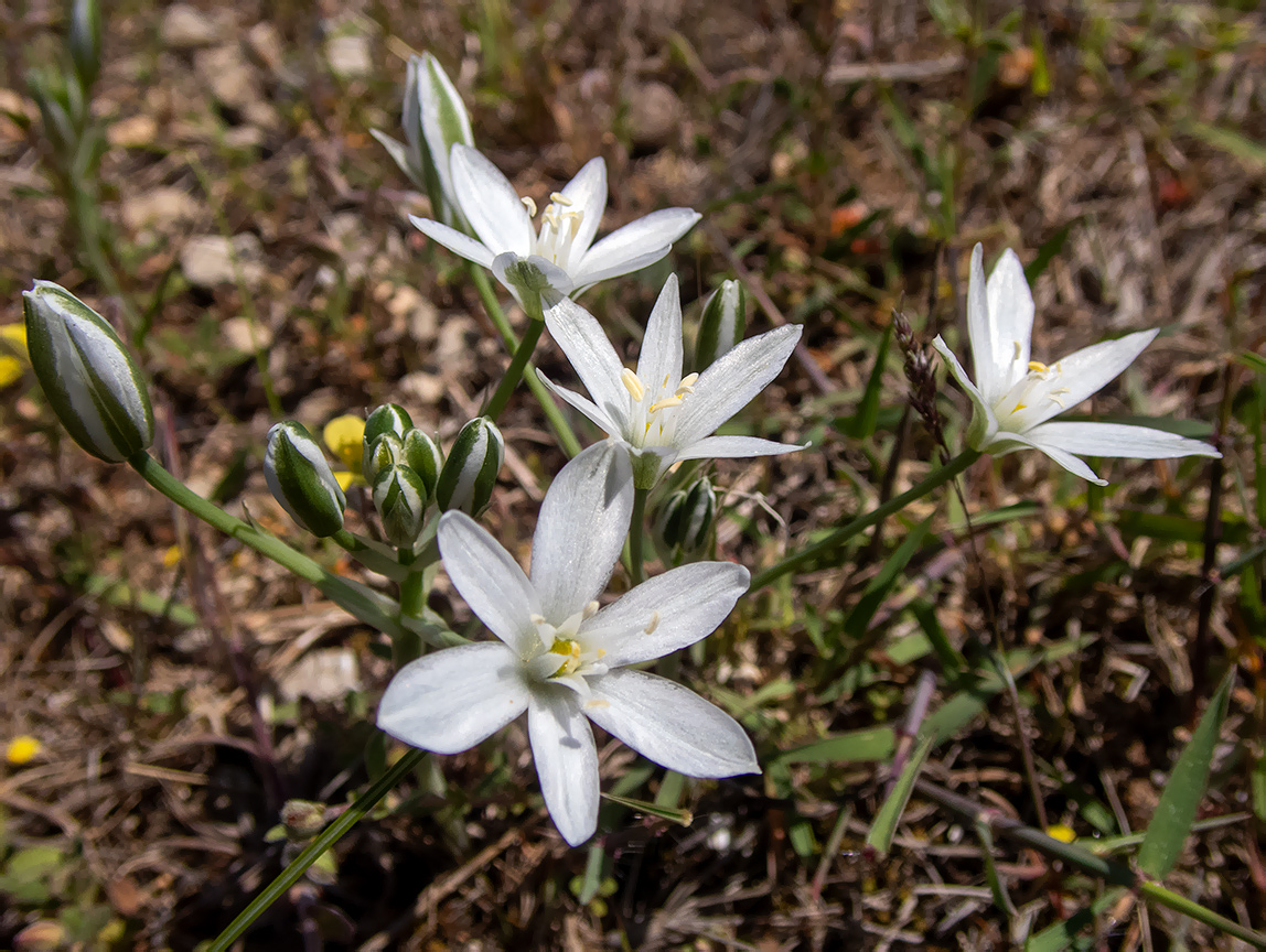 Изображение особи Ornithogalum navaschinii.