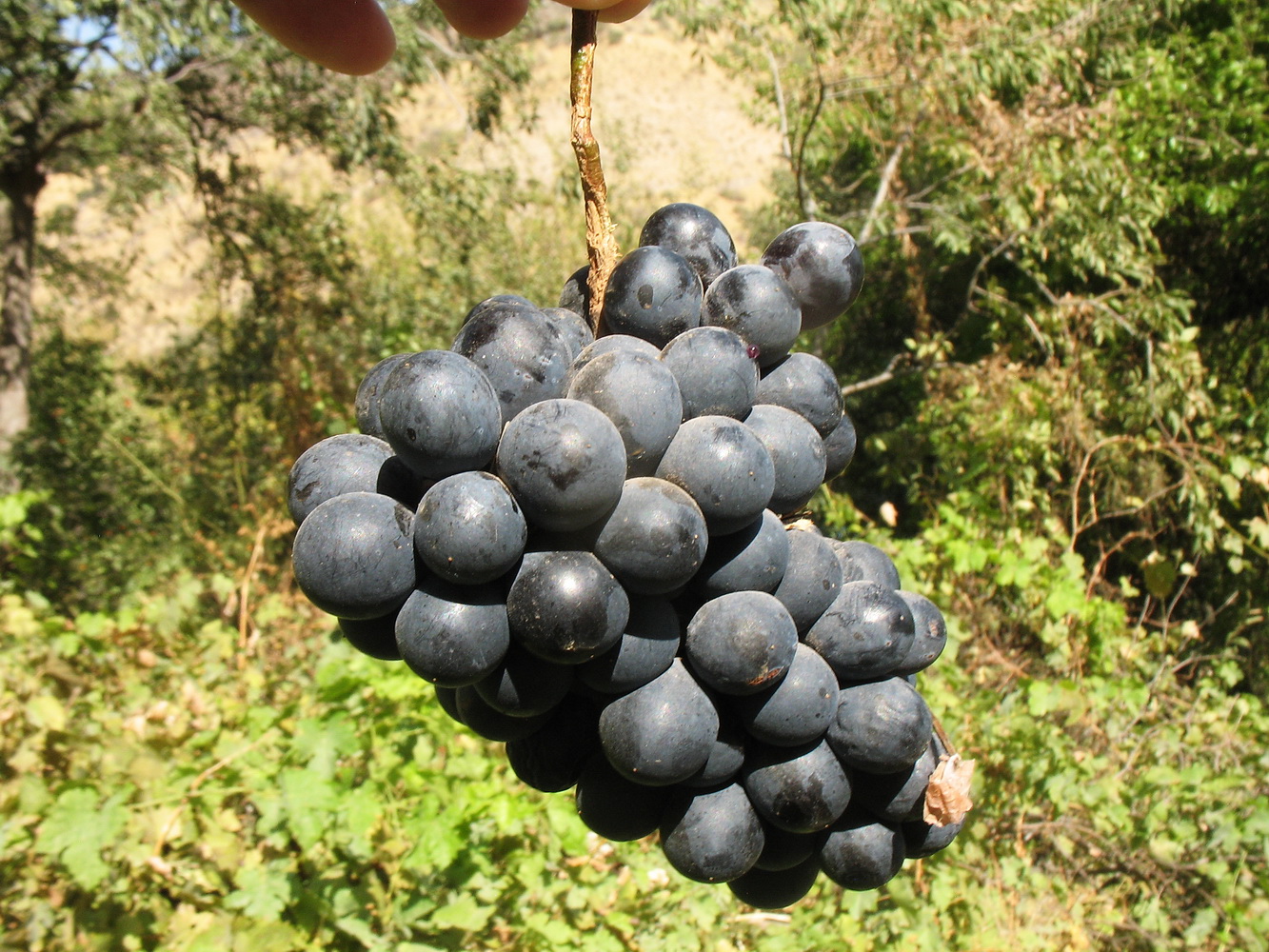 Image of Vitis vinifera specimen.
