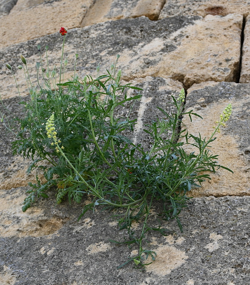 Image of Reseda lutea specimen.