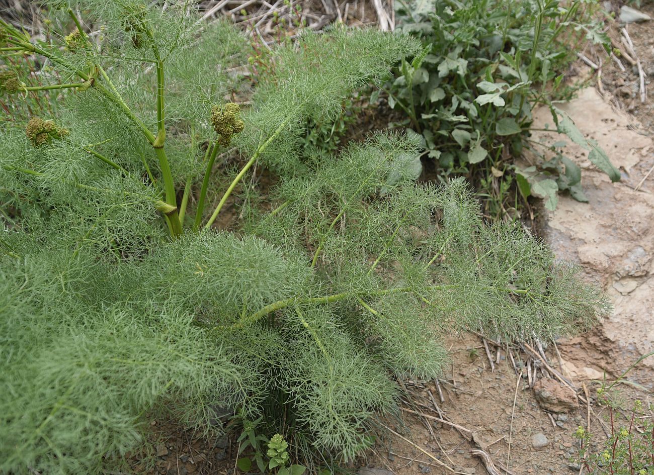 Image of Prangos ferulacea specimen.