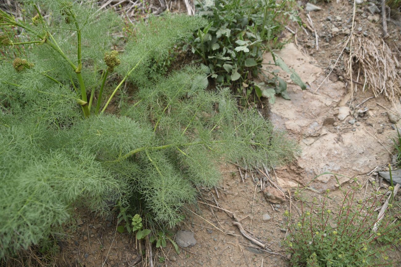 Image of Prangos ferulacea specimen.