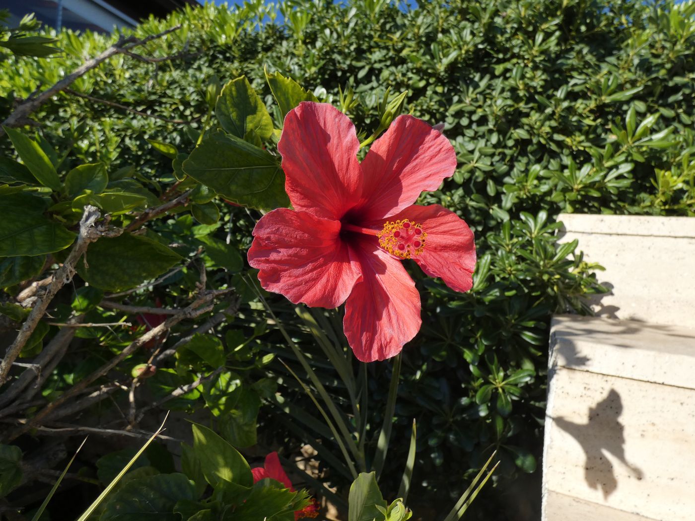 Image of Hibiscus rosa-sinensis specimen.