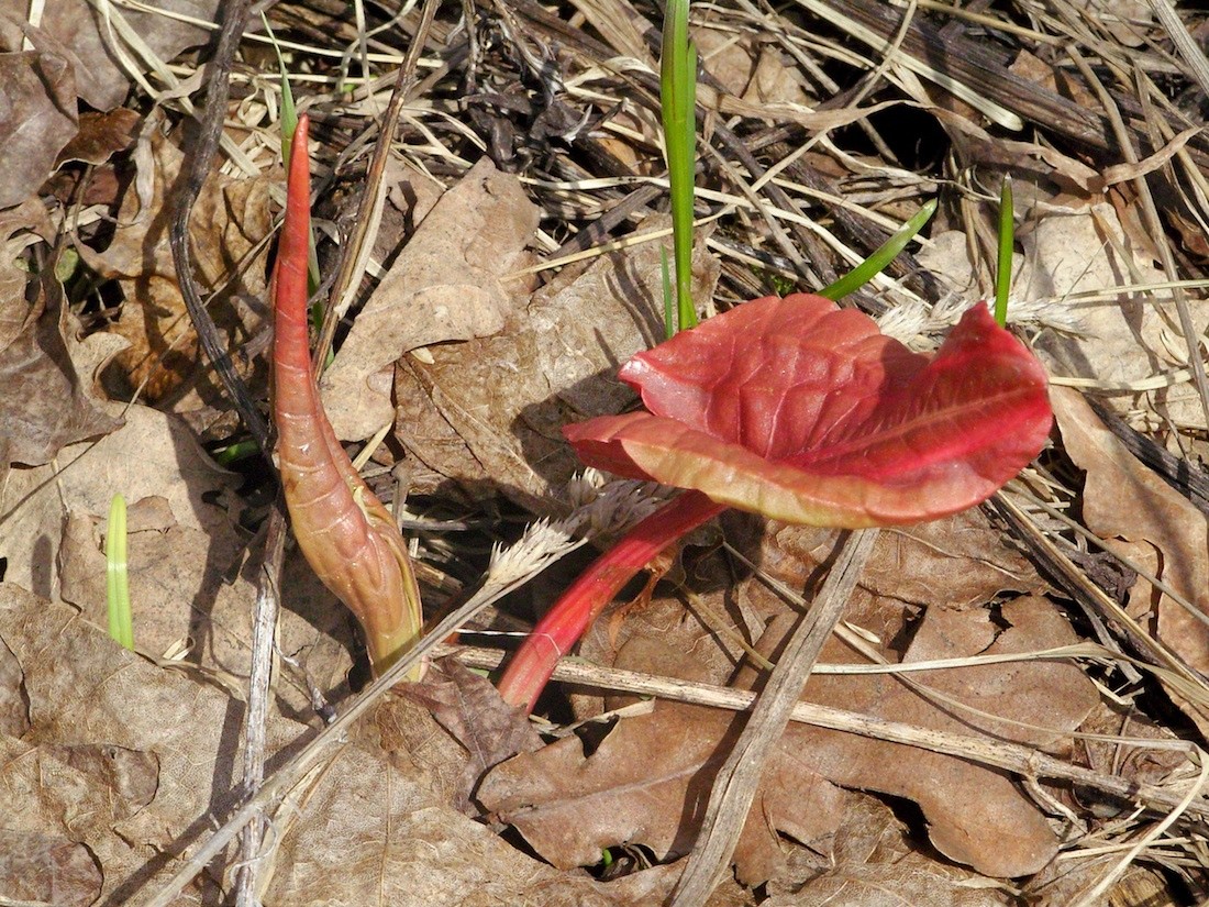 Image of Rumex confertus specimen.