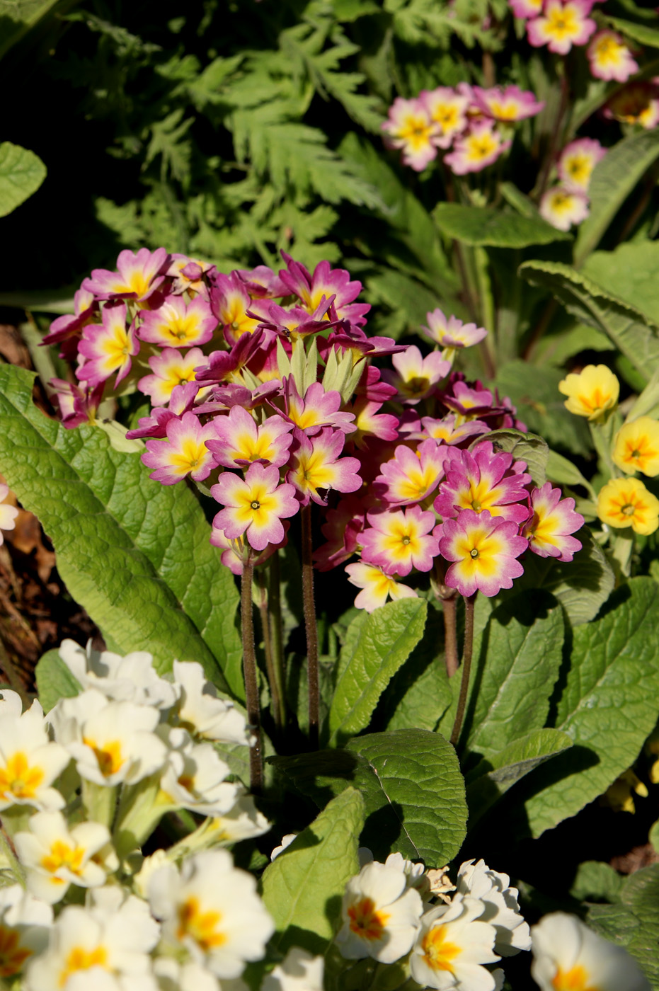 Image of genus Primula specimen.