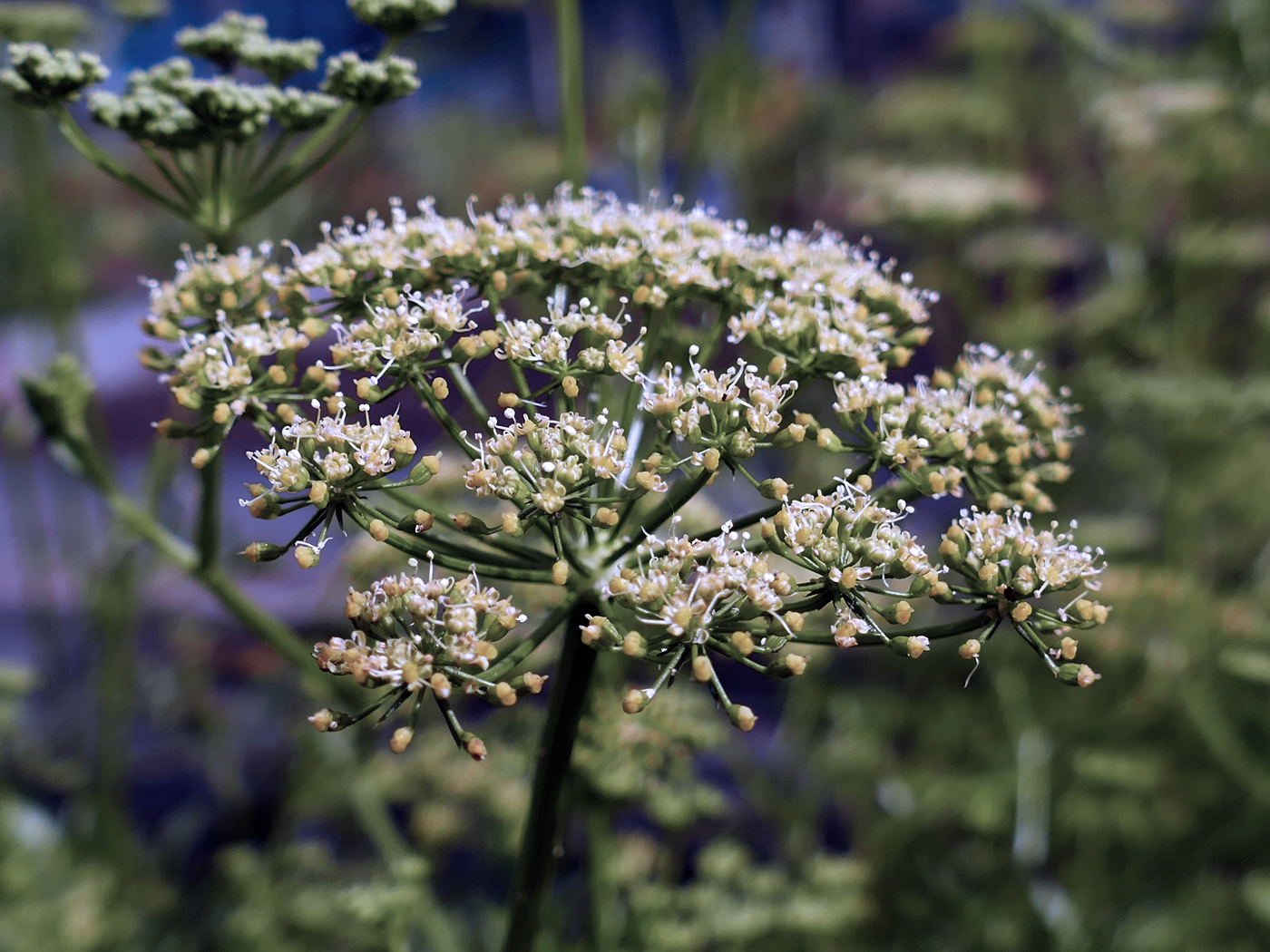 Изображение особи Petroselinum crispum.
