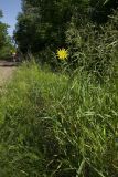 Tragopogon pratensis. Цветущее растение. Башкортостан, Стерлитамакский р-н, окр. шихана Юрактау, обочина лесной дороги. 8 июня 2025 г.