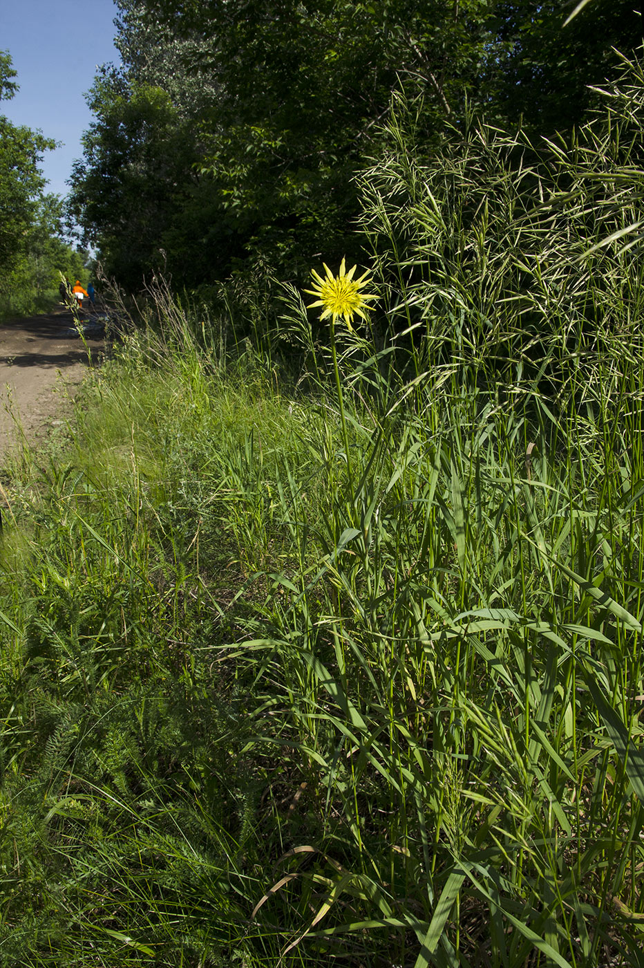 Image of Tragopogon pratensis specimen.