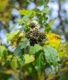 Изображение особи. Автор - Виталий Берков